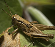 Grasshoppers